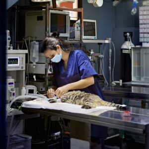 Plan gato (5 animales)