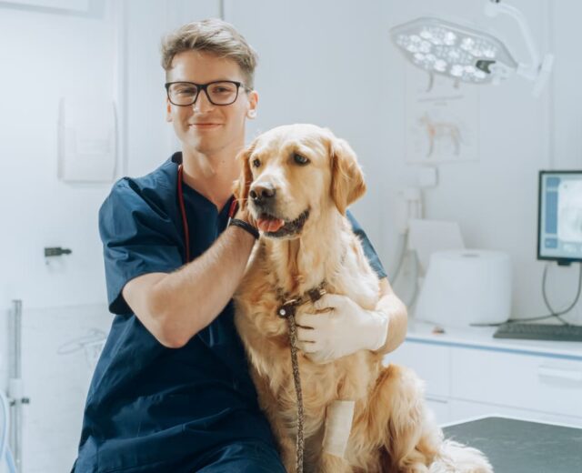 Plan Perro (10 animales)